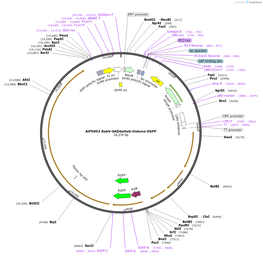 176284-plasmid-map-sequence-id-373779