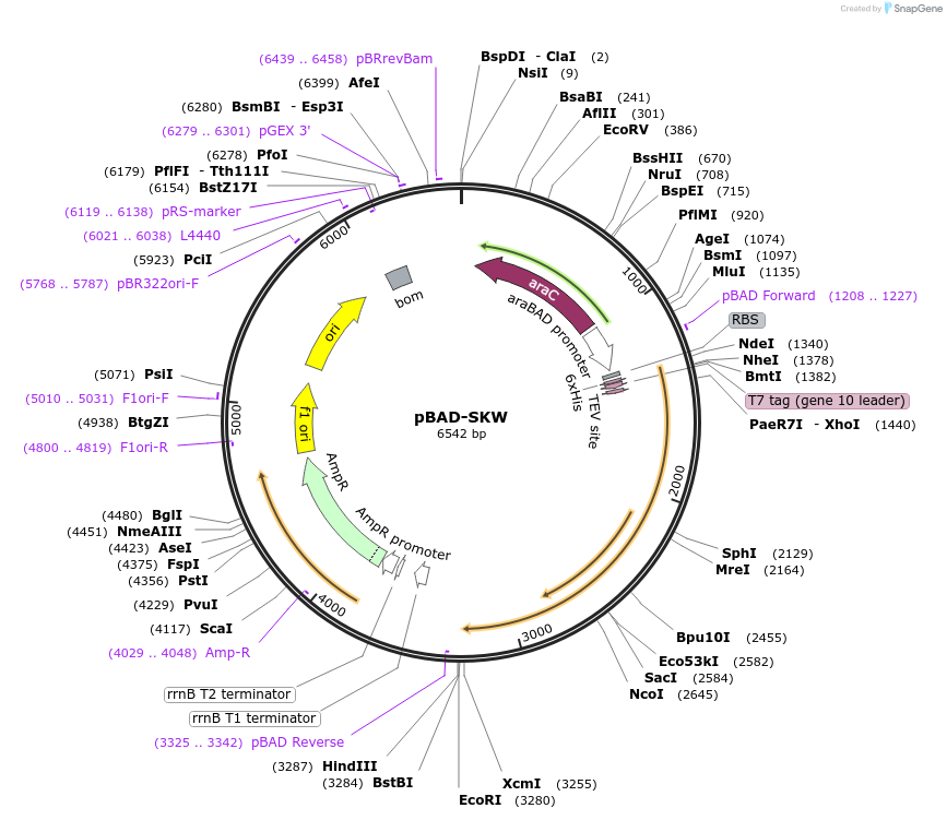 190631-plasmid-map-sequence-id-373780