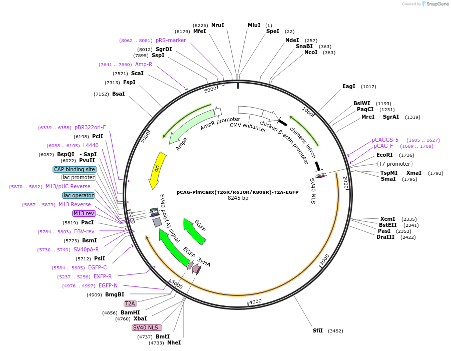 188274-plasmid-map-sequence-id-373783