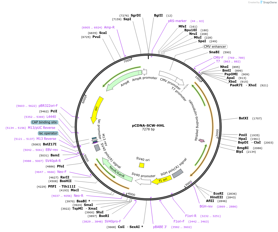 190634-plasmid-map-sequence-id-373784