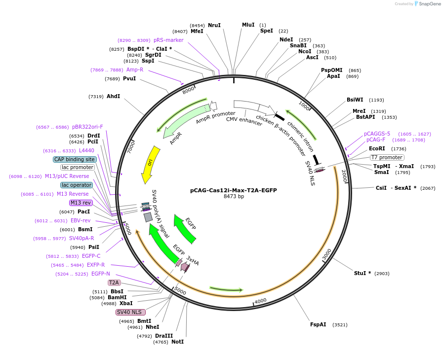 188268-plasmid-map-sequence-id-373790