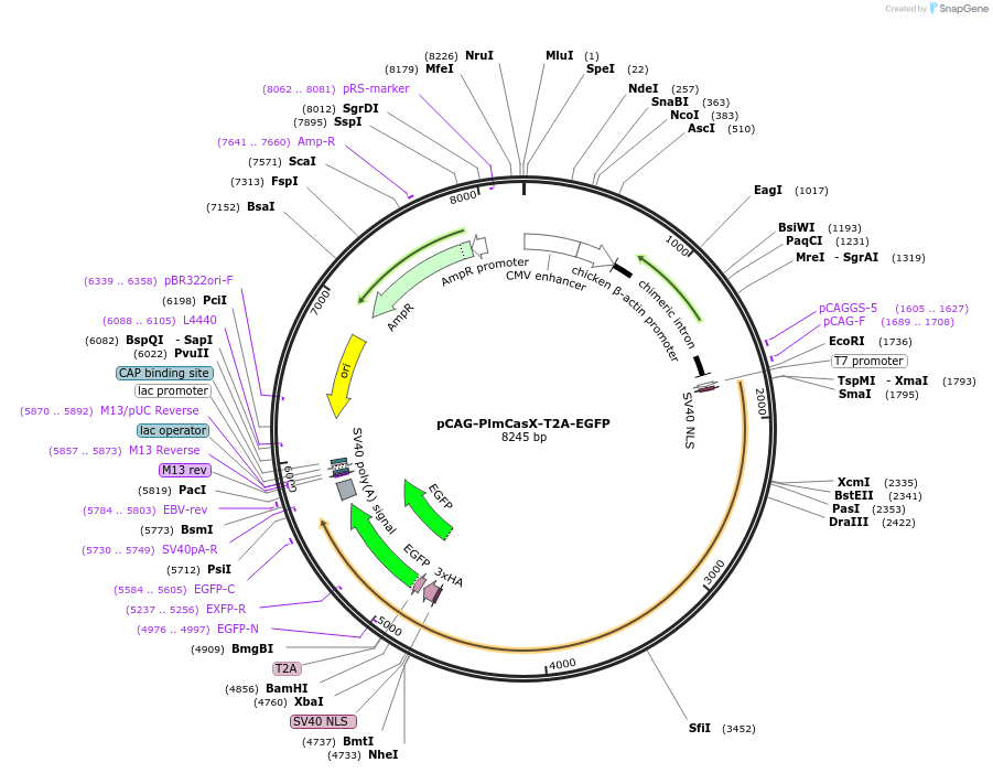 188273-plasmid-map-sequence-id-373796