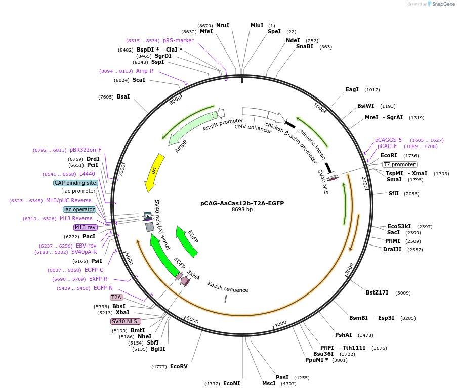 188271-plasmid-map-sequence-id-373798