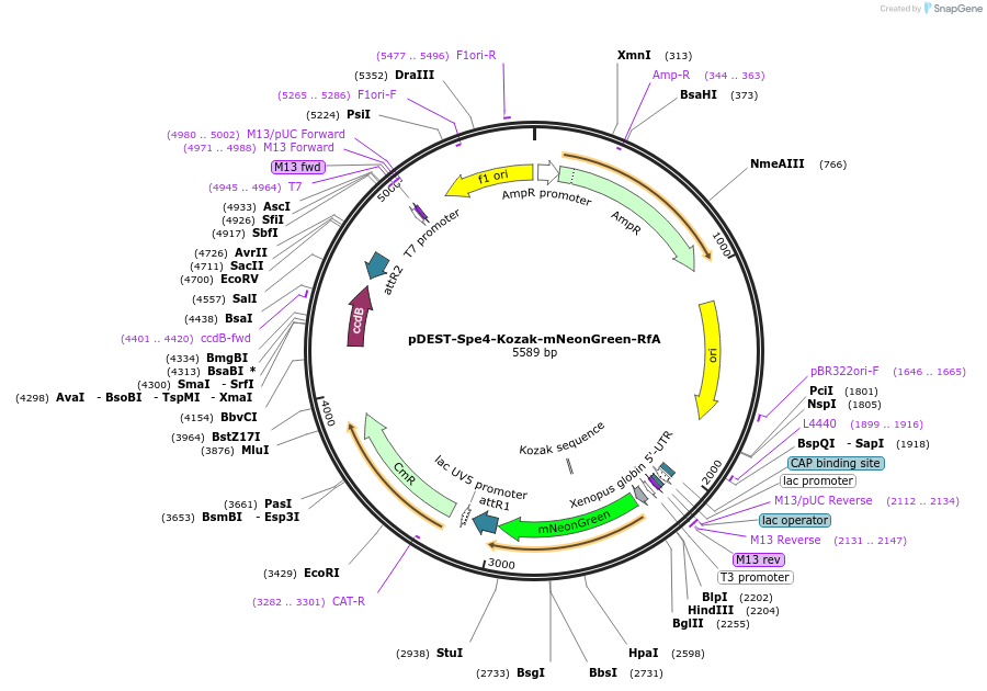 186382-plasmid-map-sequence-id-373805