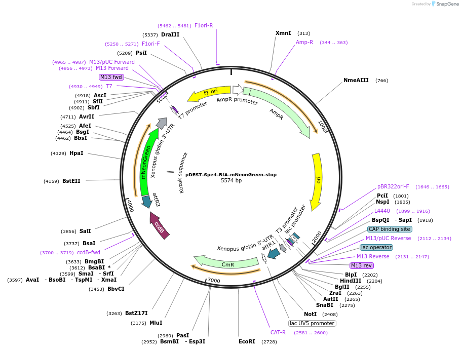 186392-plasmid-map-sequence-id-373841