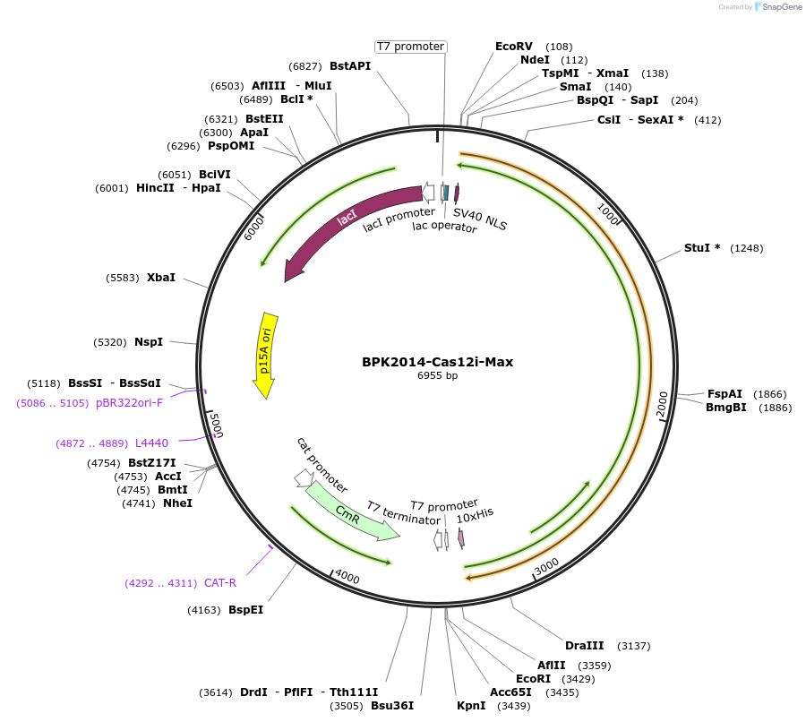 188276-plasmid-map-sequence-id-373844