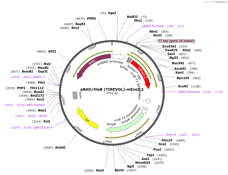 189720-plasmid-map-sequence-id-373857