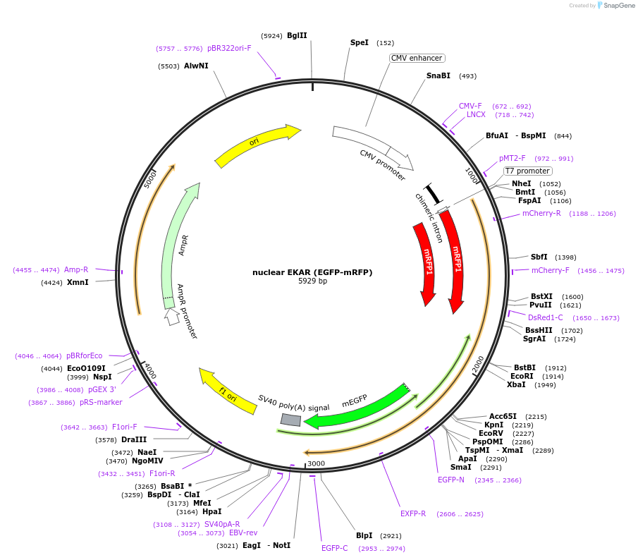 18682-plasmid-map-sequence-id-373858