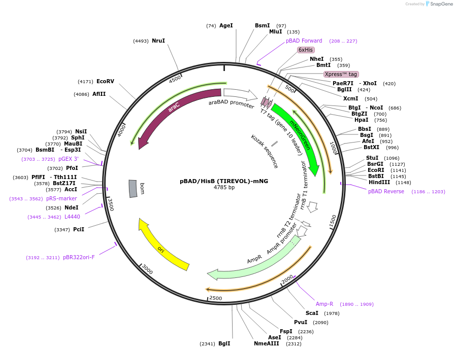 189722-plasmid-map-sequence-id-373862