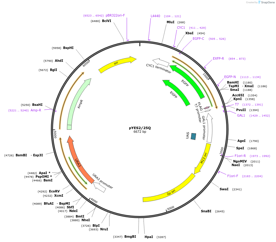 1384-plasmid-map-sequence-id-373864