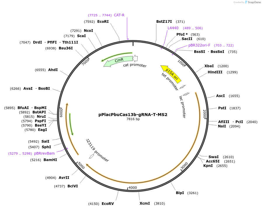184839-plasmid-map-sequence-id-373965