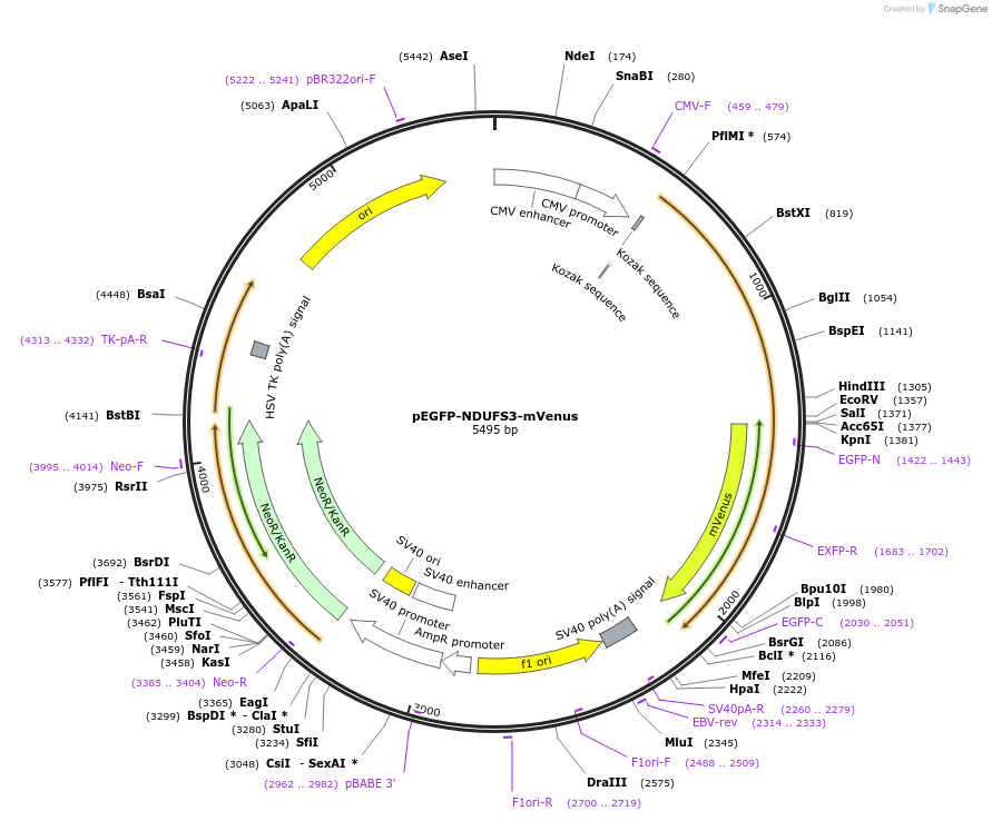 185649-plasmid-map-sequence-id-373966