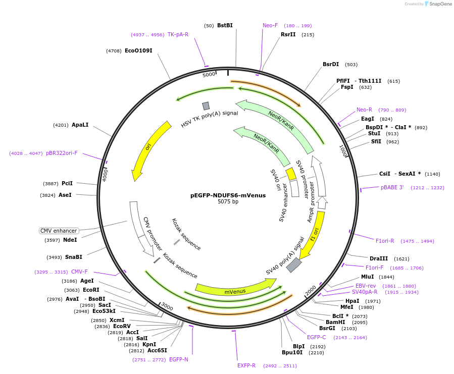 185806-plasmid-map-sequence-id-373969