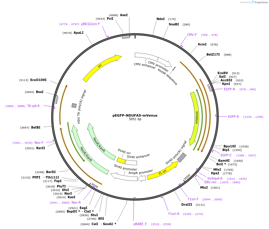 185646-plasmid-map-sequence-id-373970