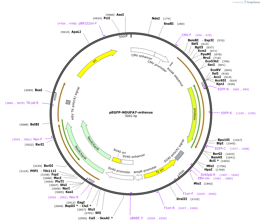 185647-plasmid-map-sequence-id-373971