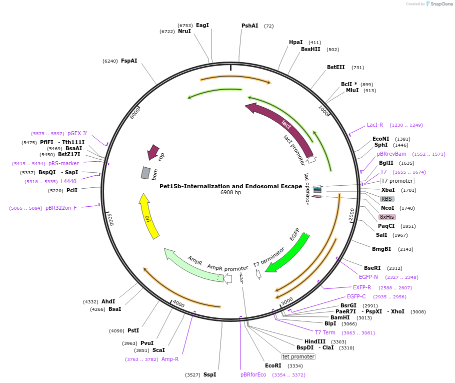 186551-plasmid-map-sequence-id-373984