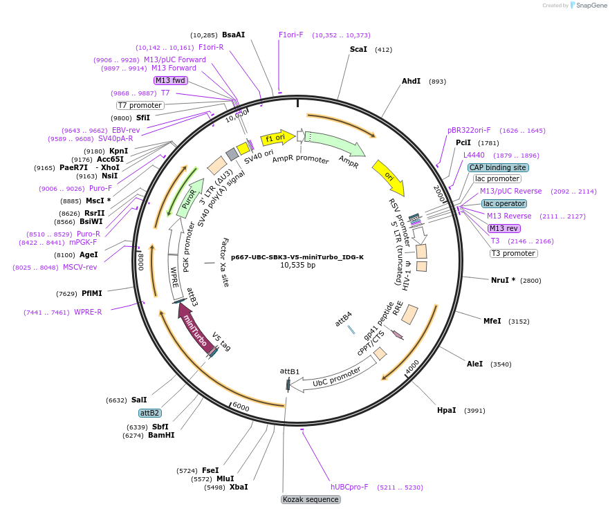 189900-plasmid-map-sequence-id-373998
