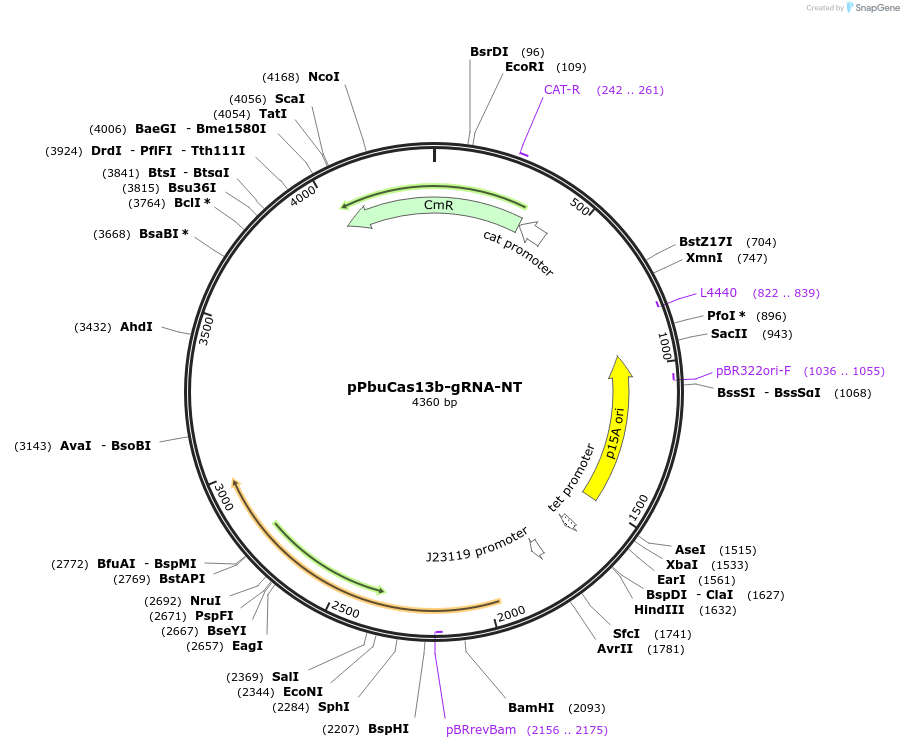184568-plasmid-map-sequence-id-374001