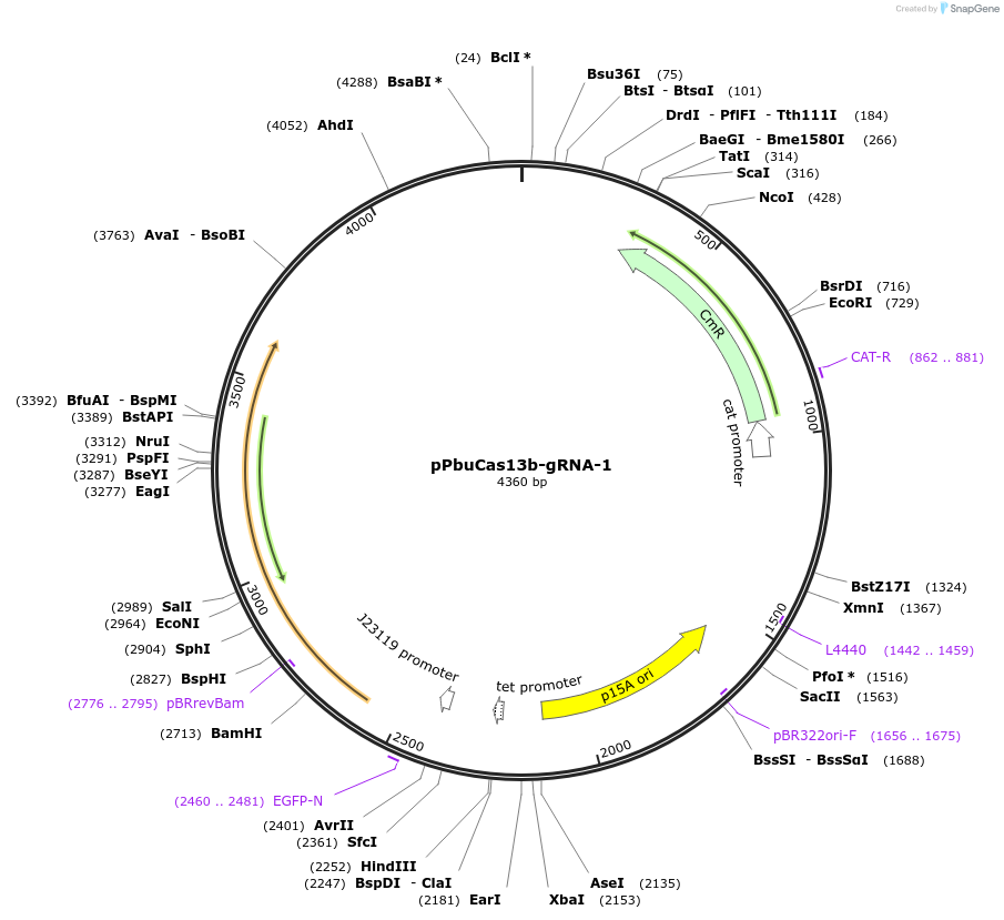 184567-plasmid-map-sequence-id-374002