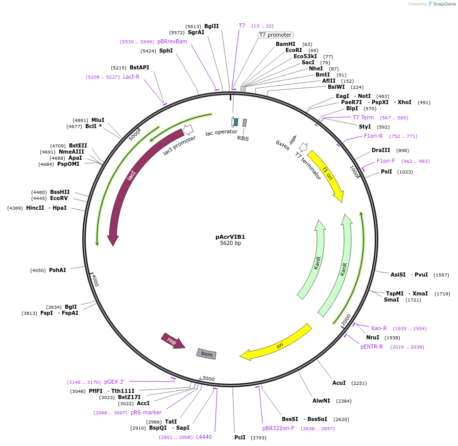 184566-plasmid-map-sequence-id-374004