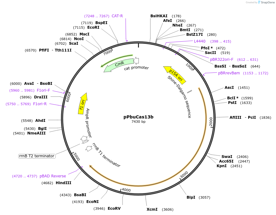 184565-plasmid-map-sequence-id-374009
