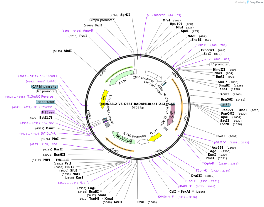 189562-plasmid-map-sequence-id-374127