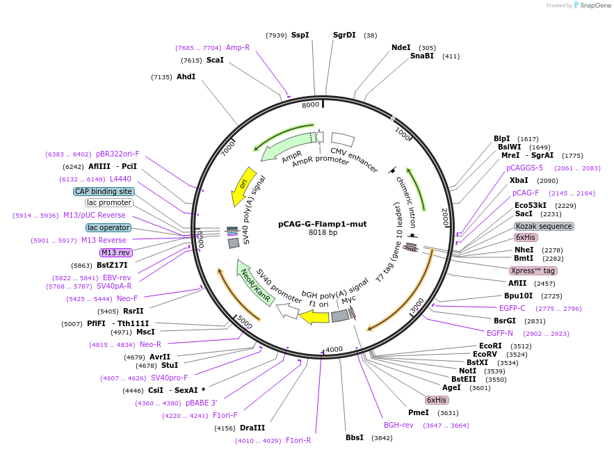 188568-plasmid-map-sequence-id-374170