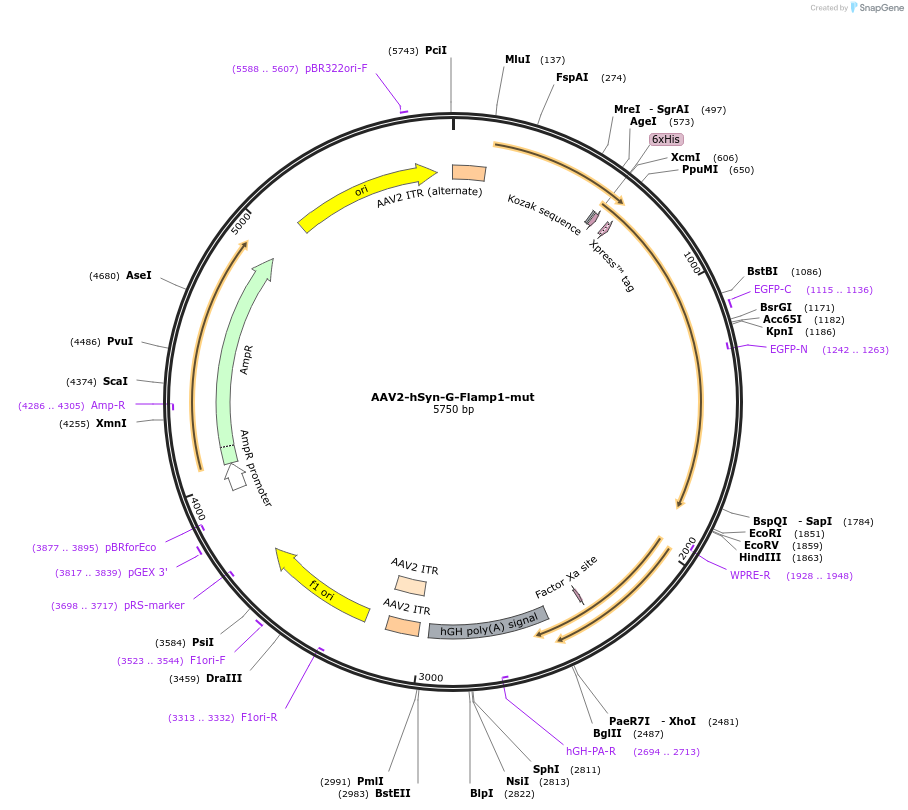 188570-plasmid-map-sequence-id-374171