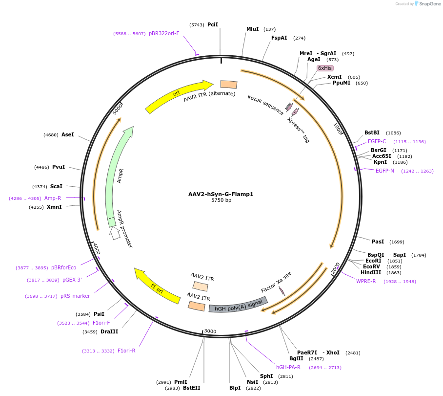 188569-plasmid-map-sequence-id-374172