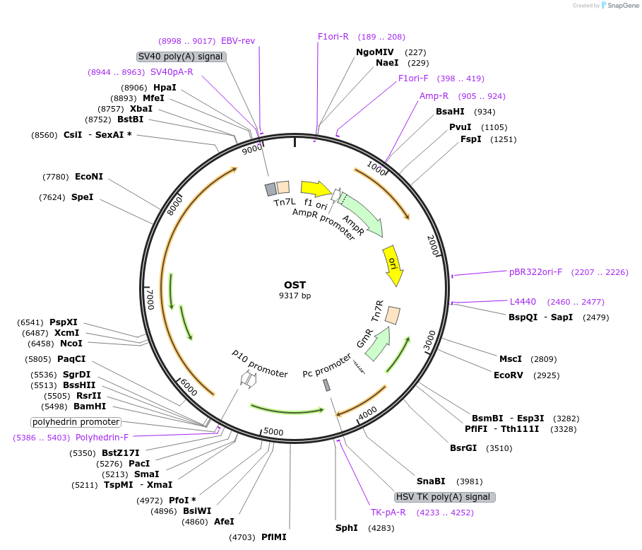 374207_map