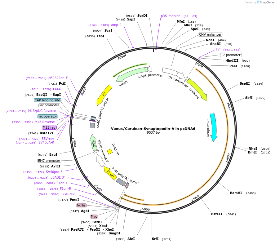190798-plasmid-map-sequence-id-374211