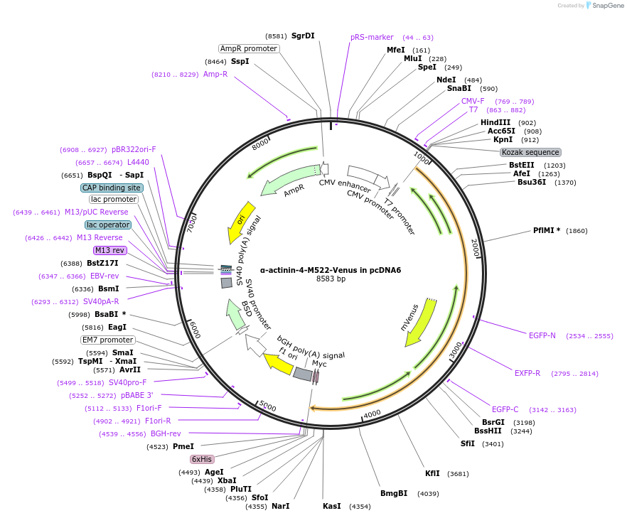 190802-plasmid-map-sequence-id-374212