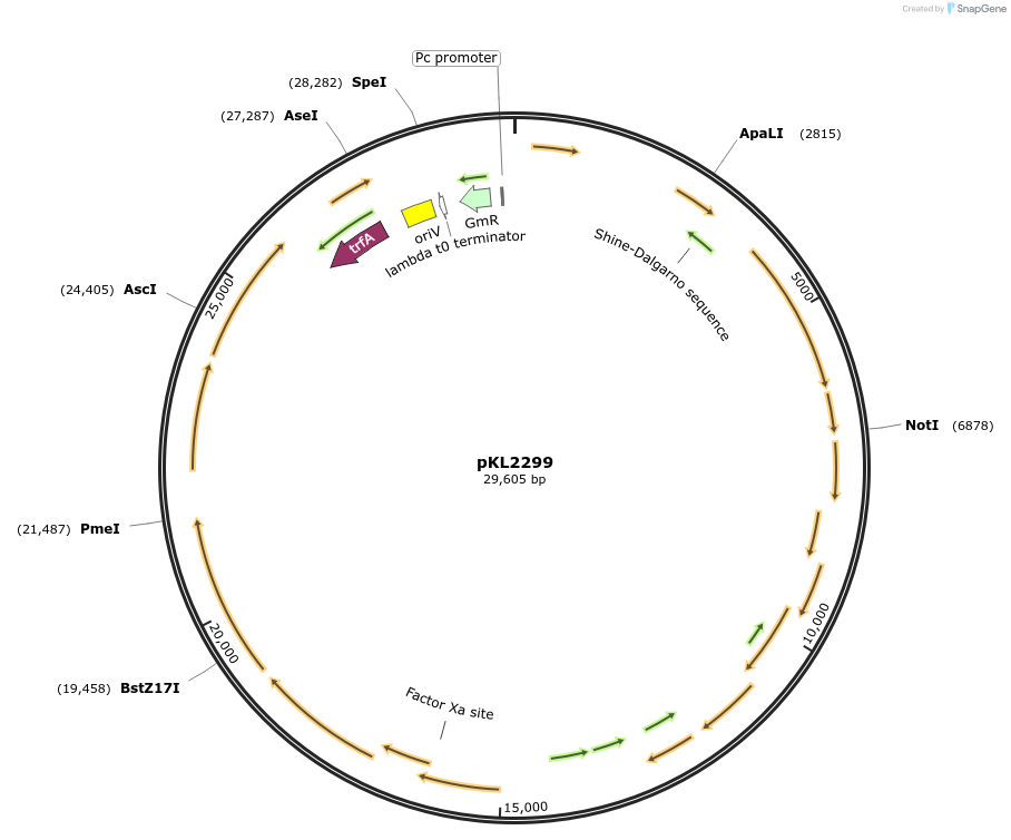 186332-plasmid-map-sequence-id-374264