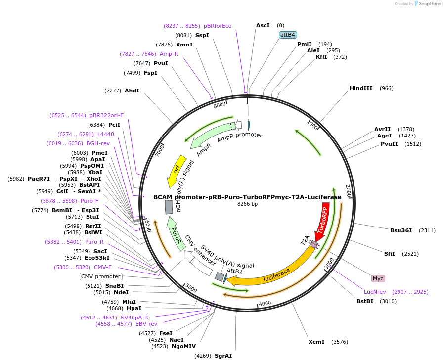 188391-plasmid-map-sequence-id-374266