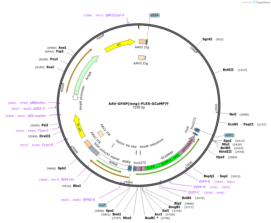 189612-plasmid-map-sequence-id-374267