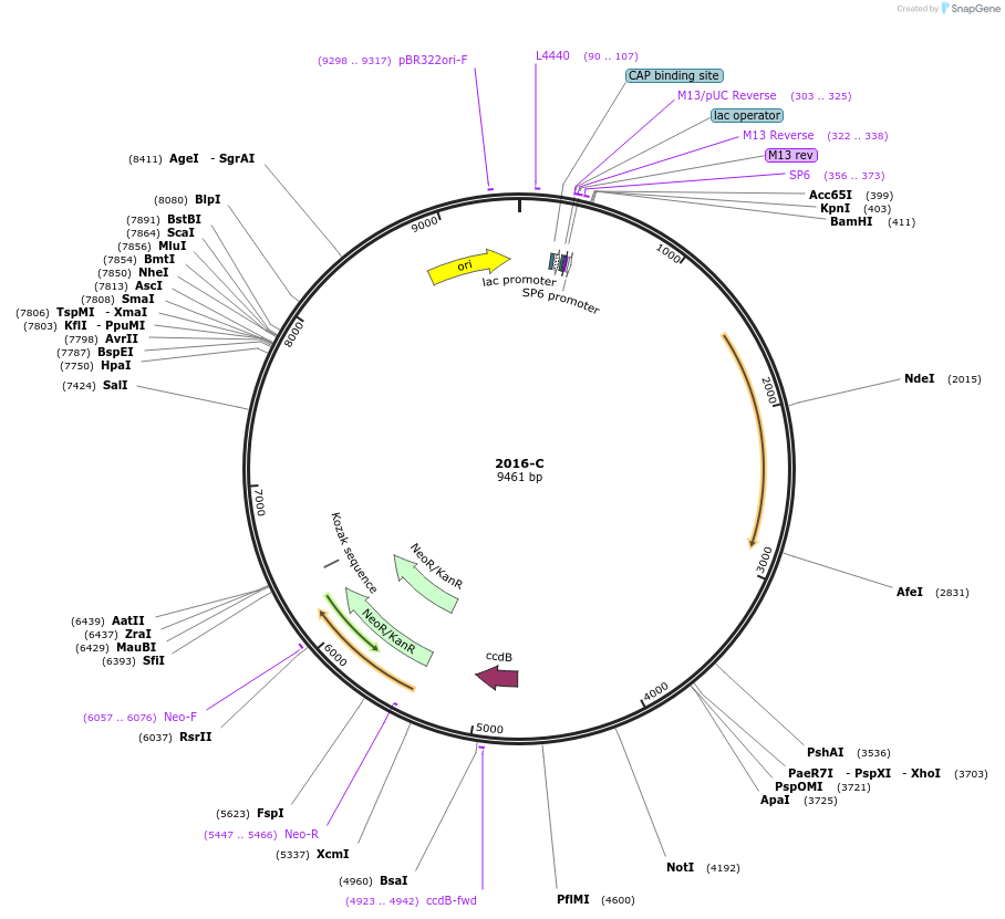 190045-plasmid-map-sequence-id-374283