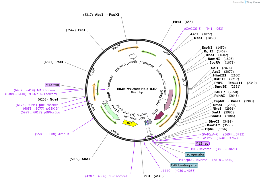190166-plasmid-map-sequence-id-374286