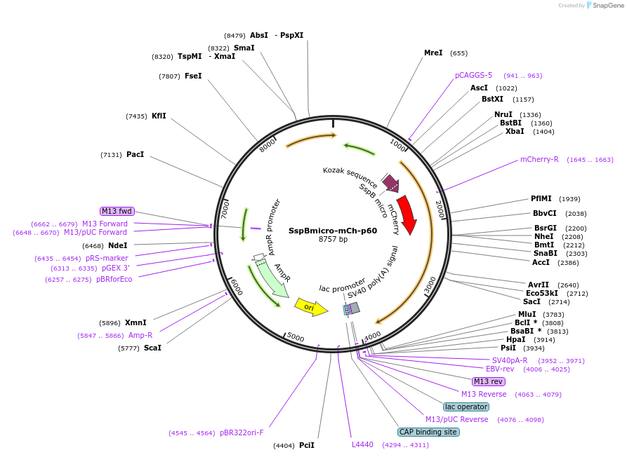 190168-plasmid-map-sequence-id-374288