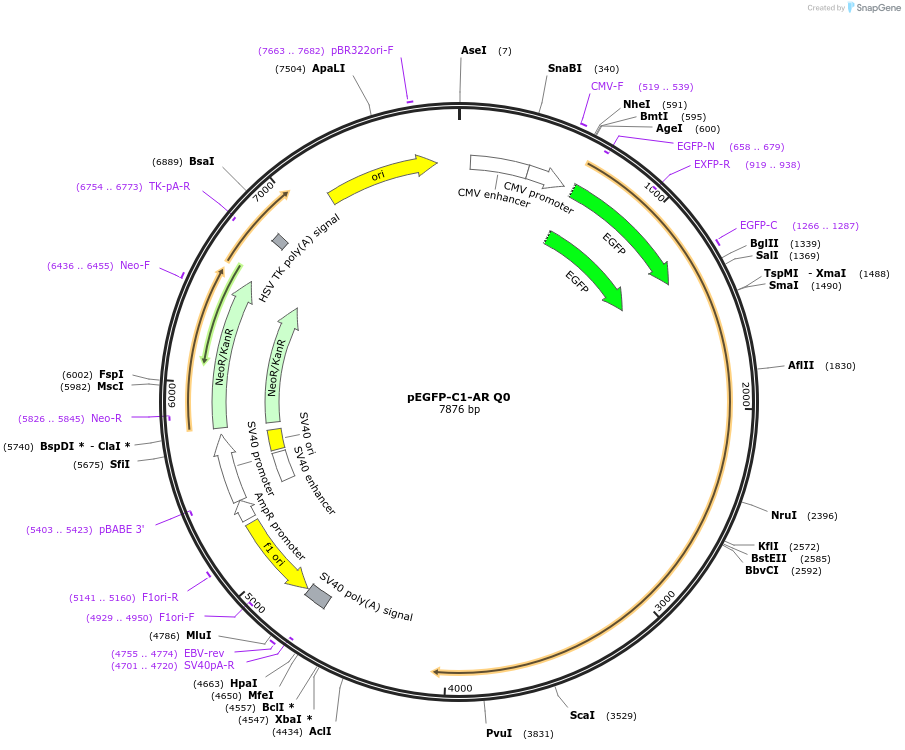 86427-plasmid-map-sequence-id-374317
