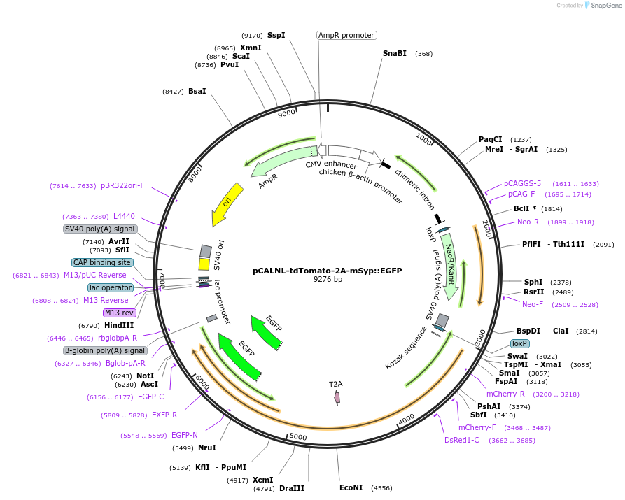 191213-plasmid-map-sequence-id-374319