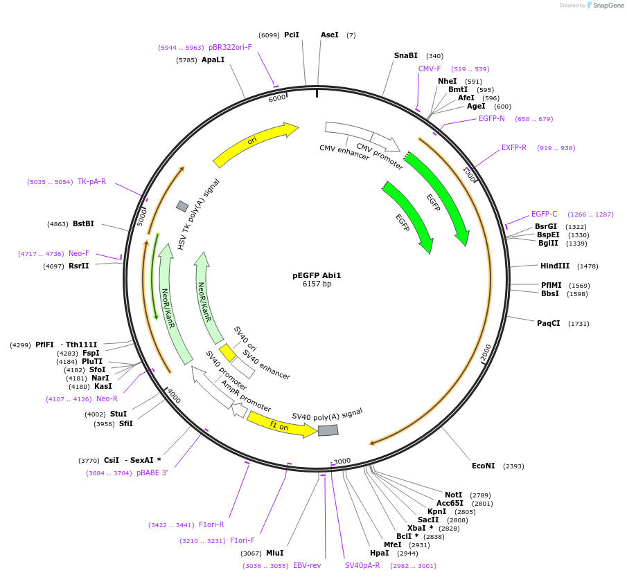 74905-plasmid-map-sequence-id-374346