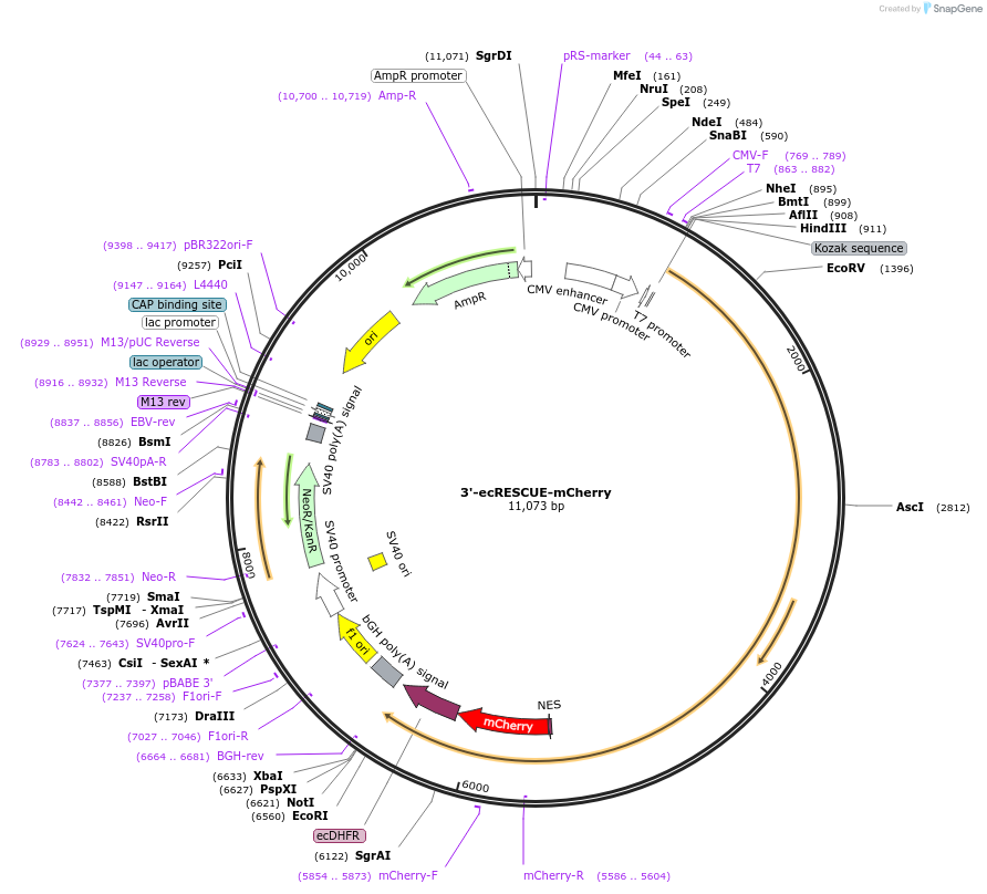 191486-plasmid-map-sequence-id-374351