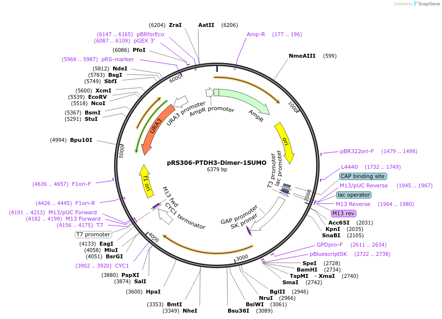 190249-plasmid-map-sequence-id-374354
