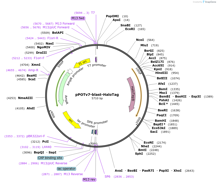 181953-plasmid-map-sequence-id-374355
