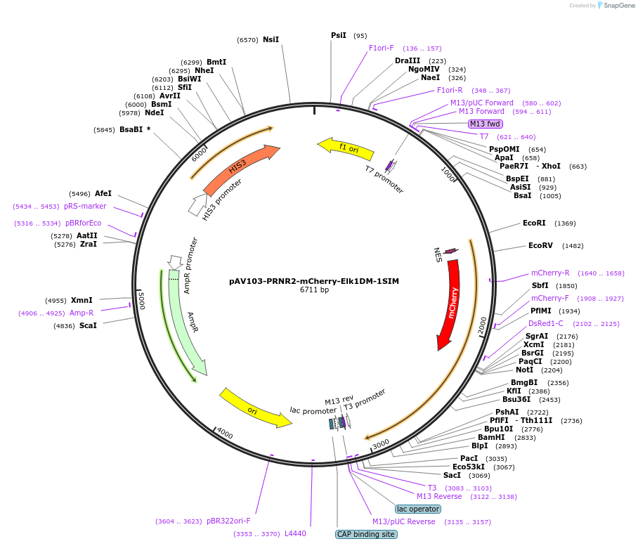 190252-plasmid-map-sequence-id-374359