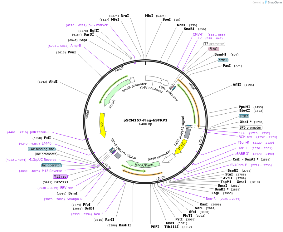 189538-plasmid-map-sequence-id-374368