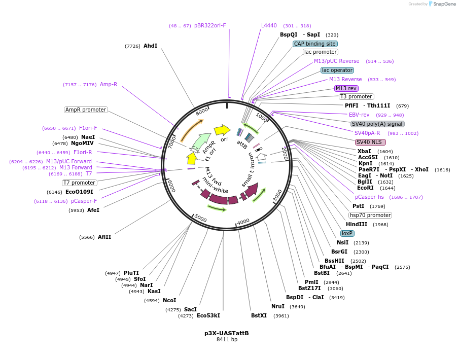 189859-plasmid-map-sequence-id-374379