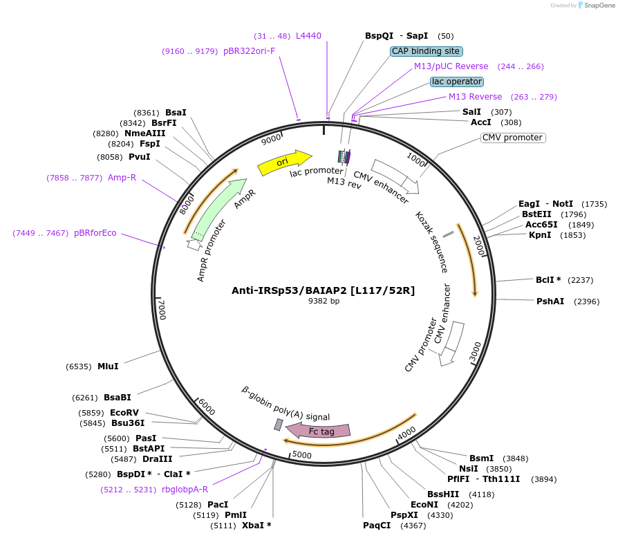 188156-plasmid-map-sequence-id-374380