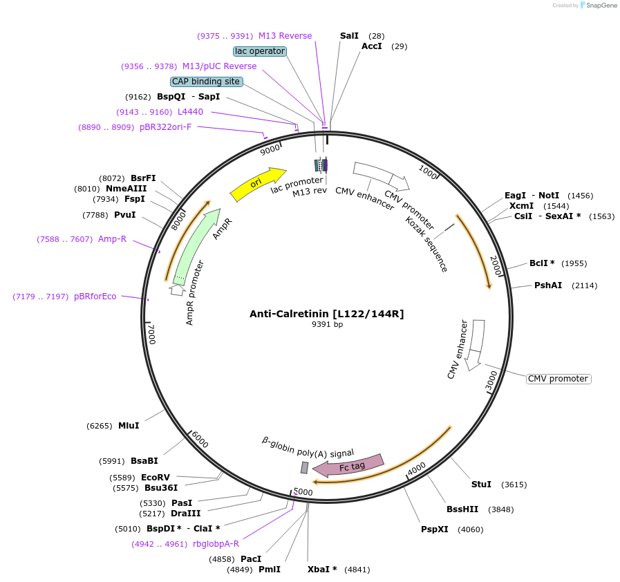 188159-plasmid-map-sequence-id-374383