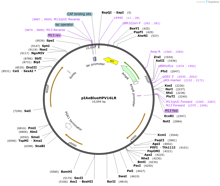 185894-plasmid-map-sequence-id-374392